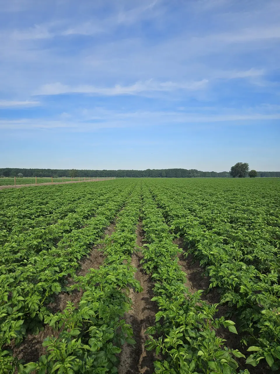 Plantacja w dniu 09.06.2026 Plantacja ziemniaków — równe rzędy w pełni wegetacji, 9 czerwca 2026